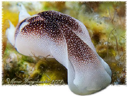 Starry Chelidonura Slug (Chelidonura amoena) - Tulamben, ... by Marco Waagmeester 